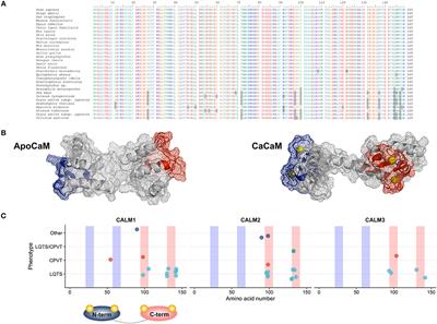 Calmodulinopathy: A Novel, Life-Threatening Clinical Entity Affecting the Young